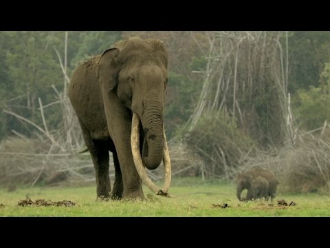 Ricky Kej - Kudrat - GRAMMY® WINNER - Hariharan - Elephant Song