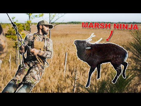 Bowhunting MINIATURE Elk in the MARSH! (Maryland Sika Deer)