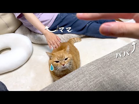 人気者の猫はつらいよ…