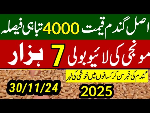 wheat support  price 2025 پنجاب میں گندم قیمت نوٹیفکیشن اعلان/today munji makki rate 1509