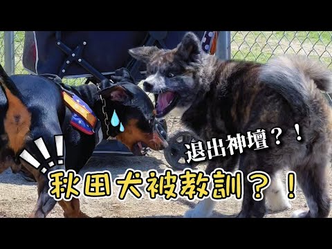 😂誰説秋田犬戰無不勝，在脆皮熏腸面前直接變成小乖乖！