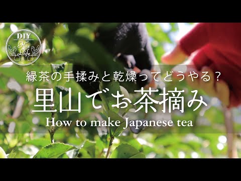 実家の裏山で手摘みした茶葉で一番茶を淹れる。How japanese green tea is made