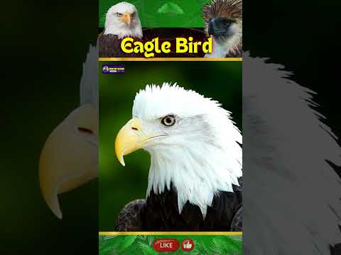 Sound of Eagle Bird | Soaring High as Symbol of Power & Freedom | Creative Nature #eagle #birds