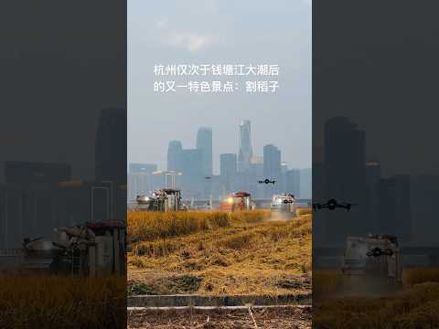 杭州CBD稻田上空的无人机比乌克兰战场上都密集。#dji