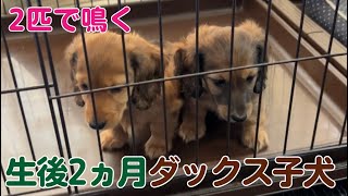 【ダックス子犬】犬の鳴き声 Two cute puppies are barking 生後2か月のミニチュアダックス3つ子ちゃん