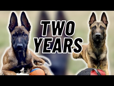 Training My MALINOIS! TWO YEARS in FOUR MINUTES!