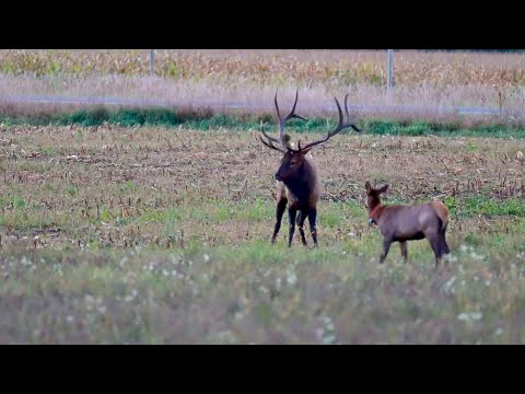 The King of Wisconsin Elk