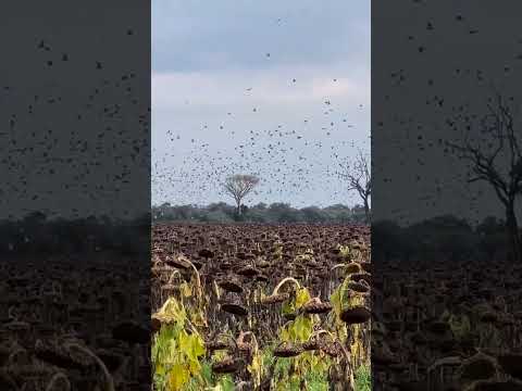 Two Weeks form Dove Season