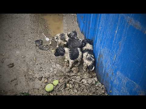 Without their mother's care, trembling puppies huddle by a garbage bin, their eyes longing for home.