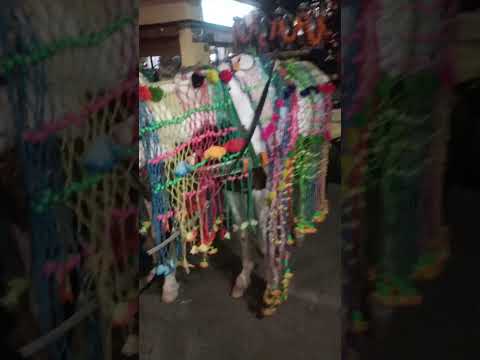 #weddingshorts #hourseriding #shortsweddingvideos #dulhekasehra