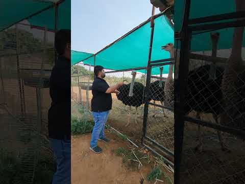 feeding largest bird ostriches at birds of paradise #birdsofparadise #ostrich