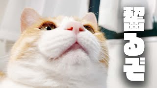 ねこにかぷかぷがぶがぶされる動画