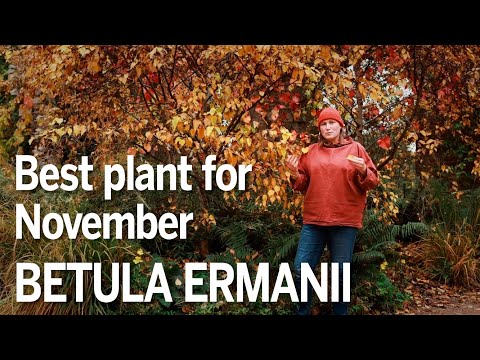 Betula ermanii is a great plant for November