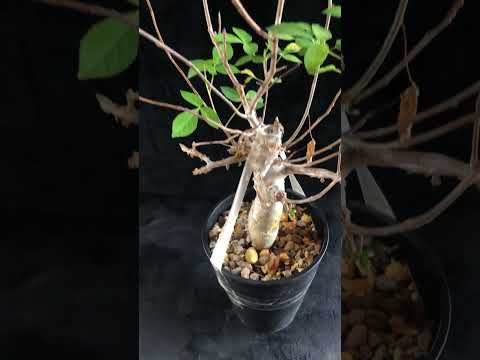 1円～ 最落無し 発根済み 出葉済み 珍樹 希少 Commiphora africana コミフォラ アフリカーナ ベアルート 1円オク 輸入 塊根