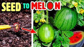 Growing Watermelon Plant Time Lapse - Seed to Fruit (110 Days)