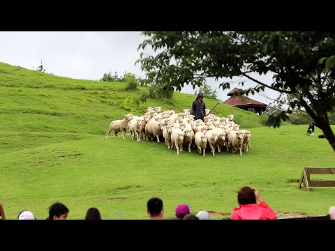 20190609清境農場 羊毛秀 (3／8) 牧羊人犬驅羊