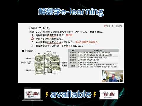 椎骨間の連結に関与する靱帯について正しいのはどれか。