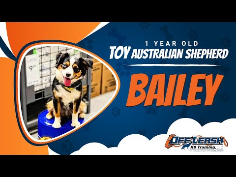 BAILEY | 1 Yrs Old | Toy Australian Shepherd | Northern Va Dog Trainers | Best Dog Trainers |