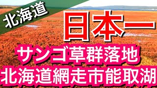 能取湖が朱色に染まる【ウォーキング】日本一のサンゴ草（アッケシソウ）群落地/北海道網走市【北海道旅行13日目その7】