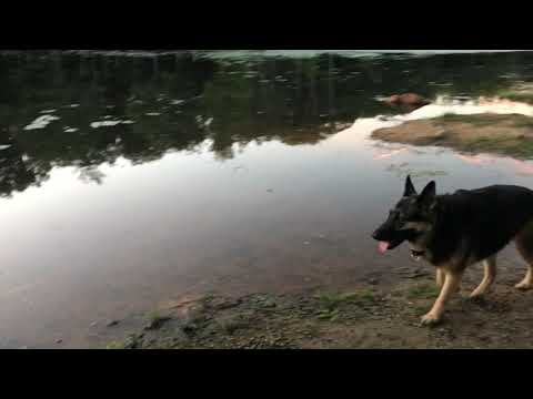 Another deer encounter! Awesome view and sounds! Lakeside hiking w German off leash ep177