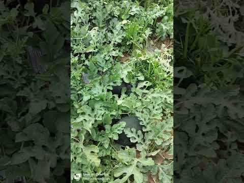 Watermelon field visit. ତରଭୁଜ ଚାଷ. #farming #watermelon #plants #ତରଭୁଜଚାଷ