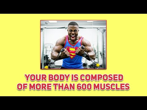 The Human Body Has Over 600 Muscles #shorts