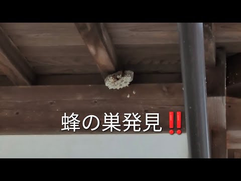 【蜂の巣】🐝を家の軒下で発見‼️