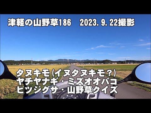 津軽の山野草186(ﾀﾇｷﾓ(ｲﾇﾀﾇｷﾓ？)、ﾔﾁﾔﾅｷﾞ、ﾐｽﾞｵｵﾊﾞｺ、ﾋﾂｼﾞｸﾞｻ、山野草ｸｲｽﾞ)