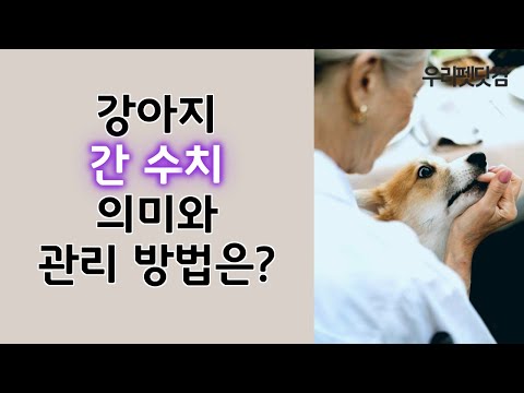 [강아지 간수치 정보] 간 건강이 안좋은 강아지 견주님들 필독입니다.