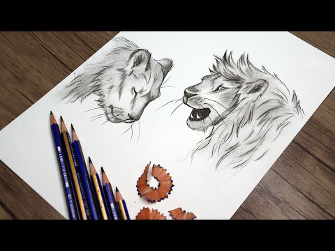 Male and Female Lion Drawing | How to Draw | Easy Pencil Sketch