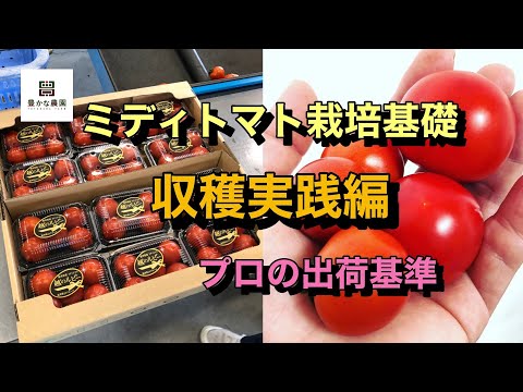 【豊かな農園15】ミディトマト収穫　プロの出荷基準