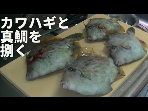 カヤックで釣ったカワハギと真鯛をライブ配信で捌いた