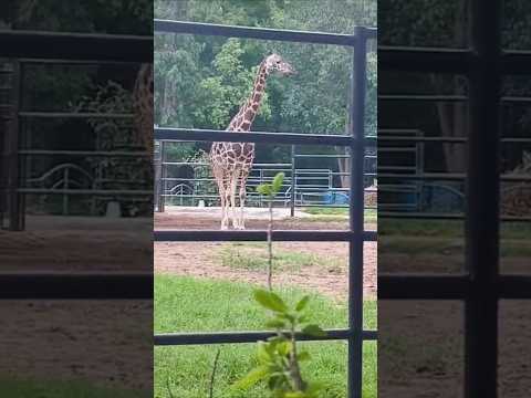 #Zoological Park #zoo park #giraffe animals