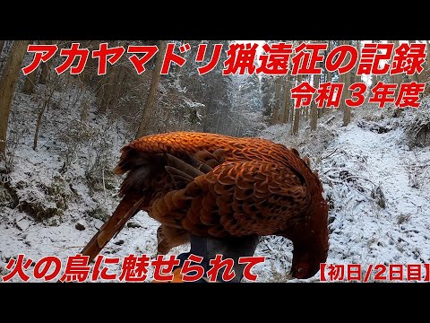 令和3年度 九州アカヤマドリ猟遠征の記録 出猟初日、2日目 Copper Pheasant Hunting リアルスキート 8番