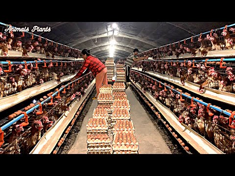 How to feed laying hens that harvest millions of eggs - Breeding chickens - Meat plants