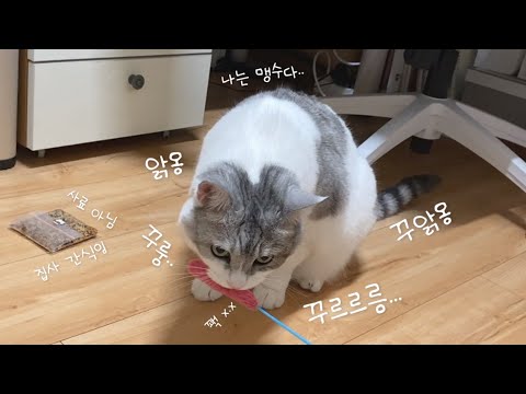 오뎅꼬치만 보면 심각하게 우는 돼지고양이(소리 필수!!!)