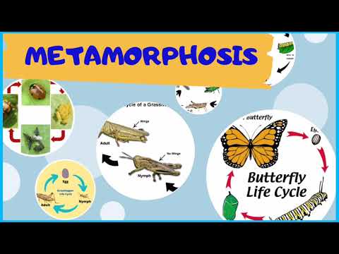 Complete and Incomplete Metamorphosis #metamorphosis