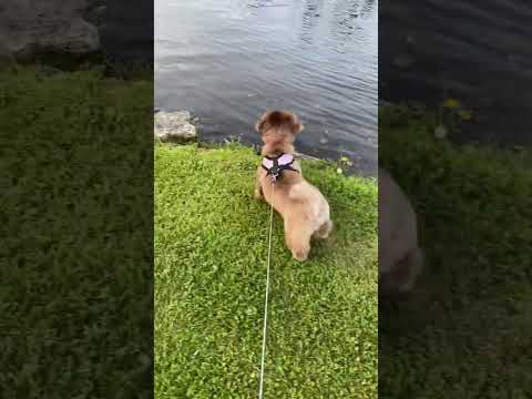 Her first time to see a lake #trending #dog #foryou #puppyvideos #shihtzu