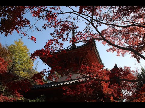 2021年 錦秋の三瀧寺 / Historia de un Amor（ある恋の物語）