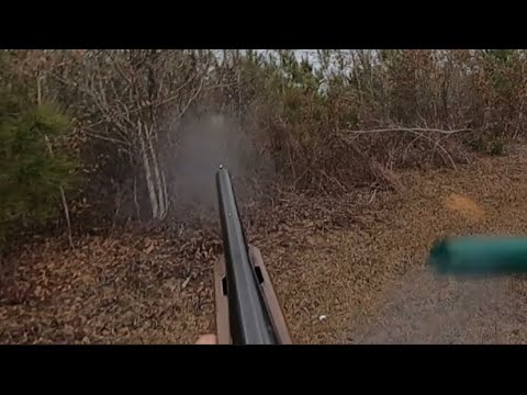 SC Deer Dog Drives 12/17/22: Shots on Deer!