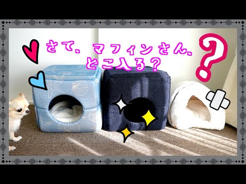 どれ選ぶ？ニトリの新しいお家🏠頑固チワワ🐶ついに即決？（２wayペットベット&ハウス冬用）