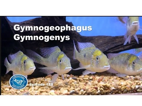 Gymnogeophagus Gymnogenys a beautiful and peaceful cichlid Episode 188