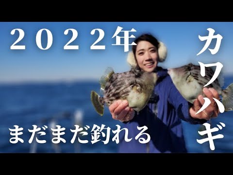 マル秘ポイント発見！２０２２年今年も好調　カワハギの釣り方！渋い季節もカワハギ爆釣です。【東京湾】【竹岡沖】【金谷沖】【釣り方】