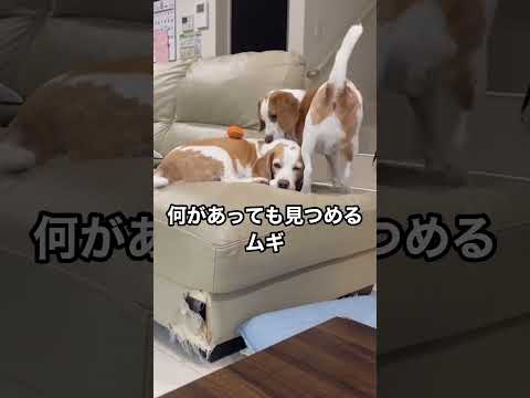 【ビーグル】見つめるビーグル#beagle #ビーグル #ビーグル犬 #犬 #いぬ #shorts #見つめる犬