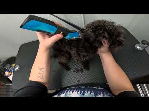 SCRUFFY Dog Gets AMAZING Makeover!