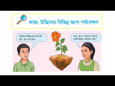 কাজ: উদ্ভিদের বিভিন্ন অংশ পর্যবেক্ষণ। [Class 3]  বিজ্ঞান। Observation of different parts of plants.