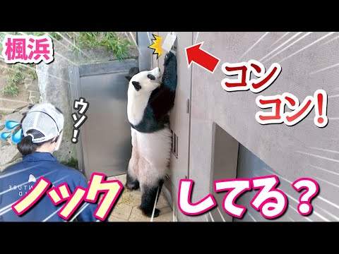 【パンダアイドル楓浜】飼育員さ〜ん💦二足歩行で猛烈アピール🐼