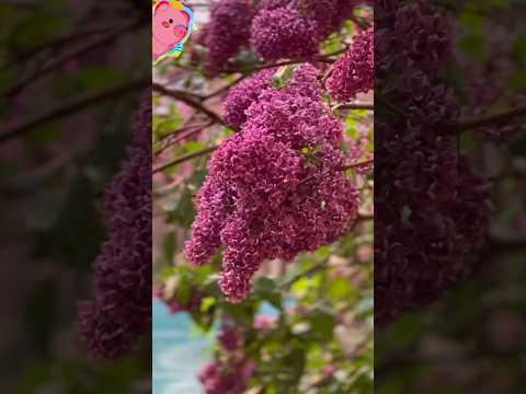 Pleasant rainy days. Lush lilac bushes bloom and leaves drip gently.