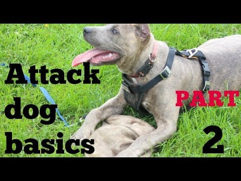 beginnings of bite work part 2 pitbull pit bull shepherd hybrid bully training