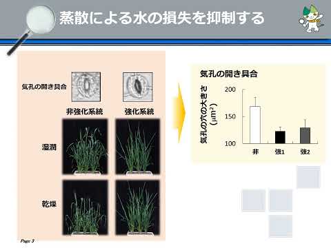 【山口大学OC2024／農学部／生物資源環境科学科】11 植物育種分野